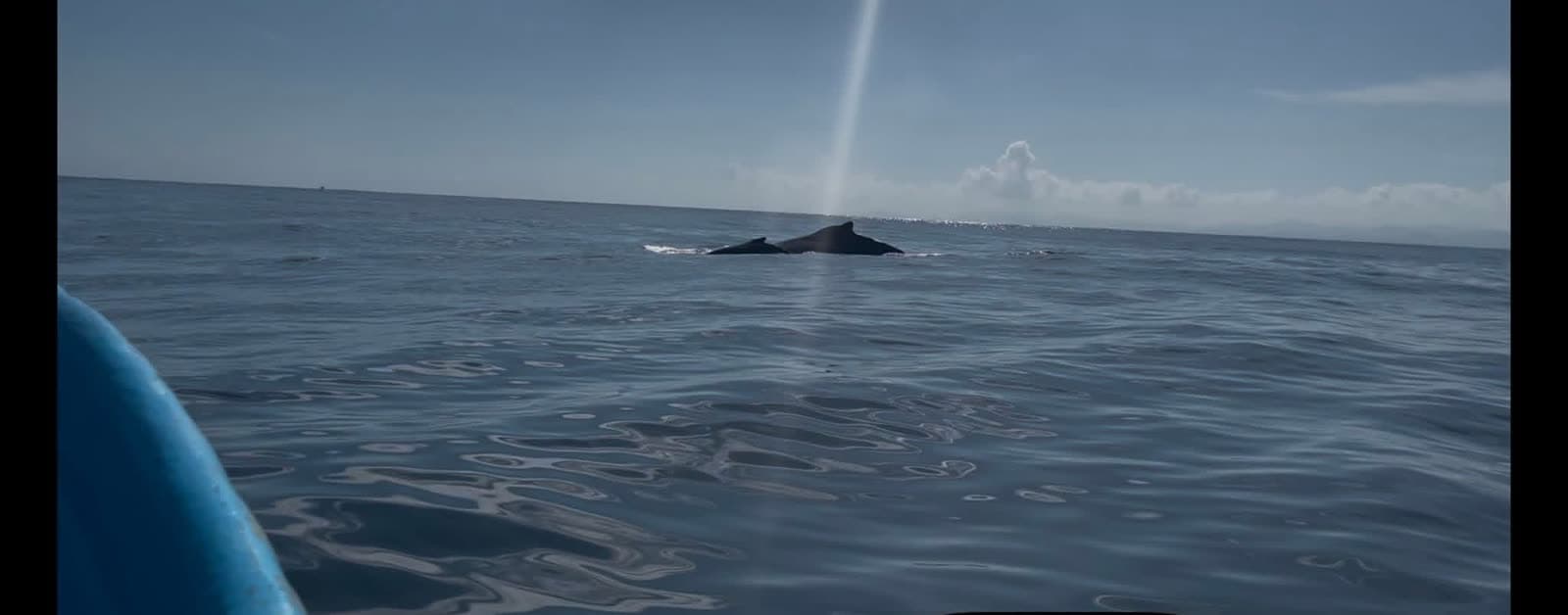 Whale Watch + Cayo Levantado Beach, Samaná Bay